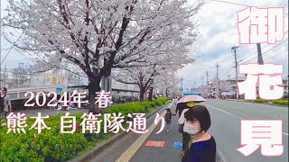 【熊本】毎年恒例お花見🌸自衛隊通り桜まつり2024 ㈱えがお 青汁が旨い😋