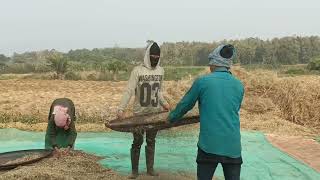 Farmers are collected mustard oil seeds