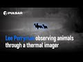 Observing animals through a thermal imager | Lee Perryman | Pulsar