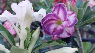 How to Hand Pollinate Adenium using Toothpick and Paint Brush