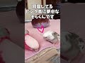 オカメインコの可愛い求愛 オカメインコ モモイロインコ