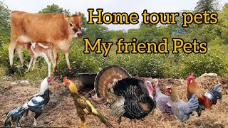 House pets friend house | நண்பர் வீட்டு பிராணிகள் மாடு மற்றும் கோழி வகைகள் | junior pet advisor |