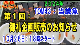 #らんちゅう（#金魚）ブリーダーの飼育記録No.276：２０２４年：TOM43：当歳魚御礼企画販売のお知らせ