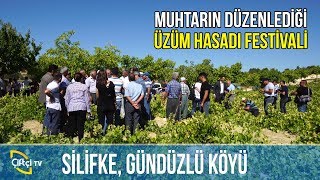 Üzüm Hasadı Festivali -BİZİM TOPRAKLAR