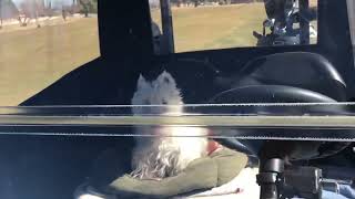 Westie Goes to the Golf Course | West Highland White Terrier