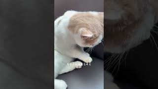 #shorts 我終於知道為啥我的貓咪沒有流量了，都是小貓不配合。 #catvideos #catreaction