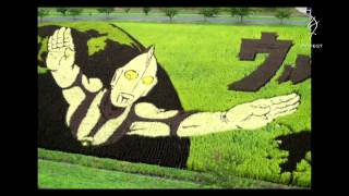 Rice Code