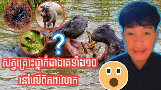 សត្វទាំង10 ដែលគ្រោះថ្នាក់បំផុតនៅលើពិភពលោក | Top 10: Most dangerous animals in the world