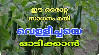 വെളുത്ത പൊടിയായ മാരക രോഗം|  വെള്ളീച്ചയെ തുരത്താൻ ഒരു ഒറ്റമൂലി |Krishi Master