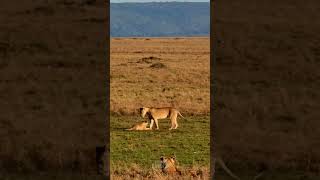 Lions Play In The Sun #Wildlife | #ShortsAfrica