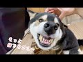 シンプルに甘えたいだけなんじゃ！！甘え方が個性的すぎる柴犬