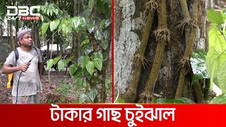 চুইঝাল চাষে বাজিমাত করলেন নড়াইলের নাজমুল | DBC NEWS Special