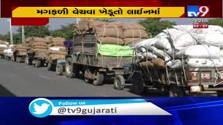 Rajkot: Farmers reach Dhoraji APMC centre with abundant groundnut yield  | TV9News