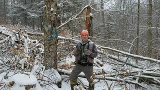 Ecological Forest Management in Action: Creating a Disturbance to Mimic Nature