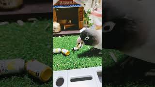 ボタンインコが芝生の上のゴミ分別 #shortsfeed