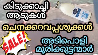 കിടുക്കാച്ചി ആടുകൾ /ചെനക്കറവപ്പശുക്കൾ /അടിപൊളി മൂരിക്കുട്ടന്മാർ