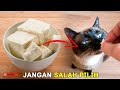 7 Makanan Manusia Yang Boleh dimakan Kucing