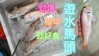 😱居然有活馬頭魚,清蒸超甜勁好食🤤再戰蛇口,每次有驚喜~fishcutting香港海鮮~社長遊街市Seafood