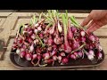 growing purple onions on the terrace easy for many large bulbs