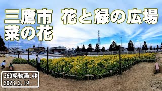 ［360度動画］ 三鷹市 花と緑の広場 菜の花［4K］ 202302191542