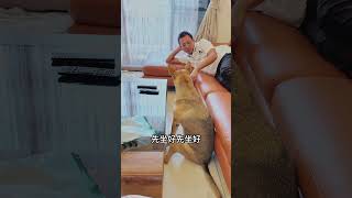 父女的日常對話 #dog #pet #米克斯