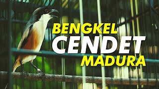 SEKOLAH BURUNG #3: BENGKEL CENDET MADURA