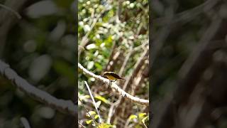 Mikat burung kecil burung Kolibri #shorts #kolibri #nature #trucukan #birds