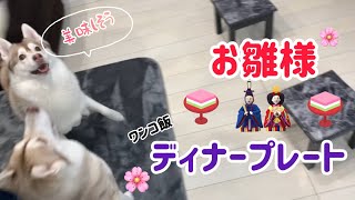 雛祭りプレートを作る。シベリアンハスキー犬姉妹のリアクションは？わんこ飯