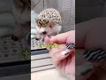 🍎🦔 荒らされたw犯人は誰？ hedgehog ペット shorts