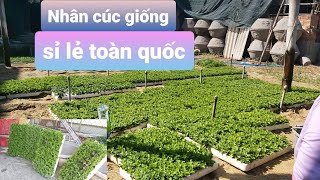 Nhân giống cúc để cung cấp toàn quốc cho anh em trồng hoa tết 2023