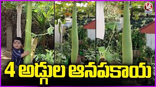 4 Feet Bottle Gourd At Chennaraopet  | Warangal  | V6 News