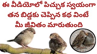 మంచి మనుషులు ప్రతిఒక్కరు కూడా ఈ పిచ్చుక స్వయంగా చెప్పిన మాటలు కచ్చితంగా వినండి