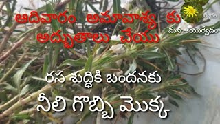 ఆది వారం అమావాస్యకు అద్భుతాలు నీలి గొబ్బి చెట్టు రసవాదం వశీకరణం