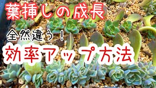 【多肉植物】成功率大幅アップ！葉挿しを効率よく多くする方法