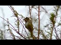 barátposzáta eurasian blackcap sylvia atricapilla