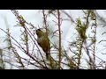 barátposzáta eurasian blackcap sylvia atricapilla