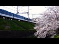 桜 x 京阪電車 3000系3001f 3 27 linear0