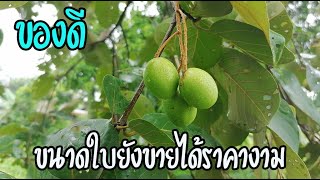 คนรุ่นใหม่ไม่รู้จักผลไม้สมุนไพรอายุ2,500ปี กินแล้วห่างไกลมะเร็งปลูกไว้เลยตอนนี้มีค่ามากๆ