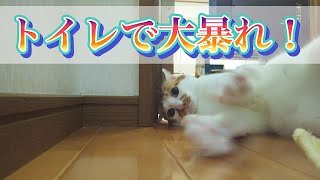 トイレで大暴れ！　保護猫兄妹　あらんとさくらのやさしい日記