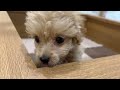 【no.148118　ハーフ犬（チワワ×トイプードル）♀】ペットショップ犬の家＆猫の里豊田店