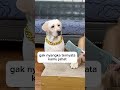 s anjing panik ketika majikanya msu motong tanganya funnyvideo videoanjinglucu anjinglucu