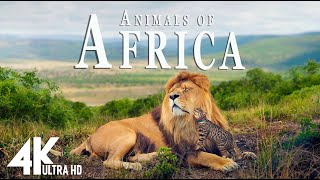 Animals of Africa 4K - Scenic Relaxation Film With Calming Music - 4K Video Utra HD