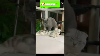 Funny cat | cute cats and dogs reaction animals doing funny things #funnycats #shorts #cats #370