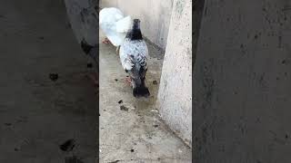 Kabutar ka jukham kese thik kare ||  Bimar kabutar ko kese thik kare || High flying pigeon|| Huzaifa