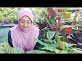 cara cara penjagaan pokok calathea