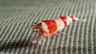 Caridina cantonensis var. Taiwan Bee Hybrid