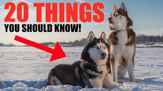 20 Things You Should Know Before Getting A Husky