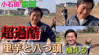 【THE農業】ただひたすらに里芋・八つ頭を植える！【小石田農園】