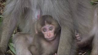 野生の赤ちゃんザル　授乳　Baby monkey breastfeeding