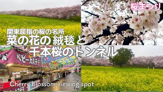 【幸手権現堂桜堤 】桜まつり/関東屈指の千本桜のトンネルと菜の花畑/100店舗の屋台で花より団子/Cherry Blossom Festival